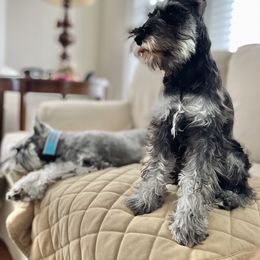Miniature Schnauzer Puppies from Del Sol Miniature Schnauzers