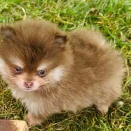 Schnitzel - Chocolate and tan male Pomeranian puppy in Buck Valley, Pennsylvania from Buck Valley Pomeranians