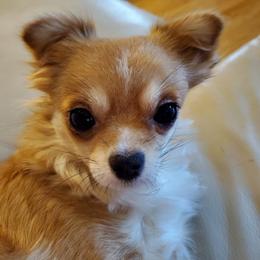 Chihuahua Puppies from Fine Whines & Lickers