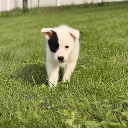 Maverick - male Nenets Herding Laika puppy in Rockville, Maryland from Skais the Limit