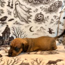 Highlander - Red male Dachshund puppy in Nampa, Idaho from 208 Wiener Wiggle Butts LLC