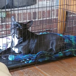 Tikka - French Bulldog