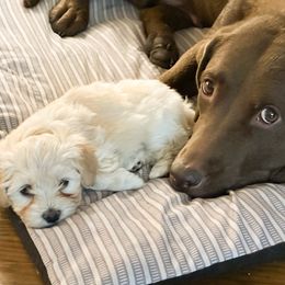 Miss Prism - Cream female Havanese puppy in Oak Grove, Minnesota from Green Gables Havanese