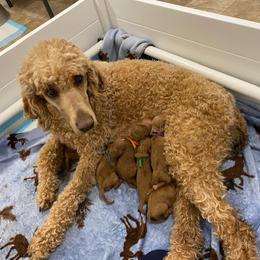 Poodle Puppies from Stunningly Sweet Standards