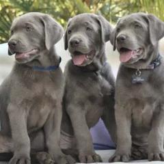Dilute Retrievers and Labrador Retrievers from Blue Ridge Labs