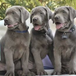 Dilute Retrievers and Labrador Retrievers from Blue Ridge Labs