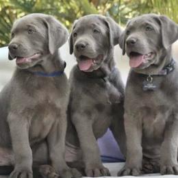 Dilute Retrievers and Labrador Retrievers from Blue Ridge Labs