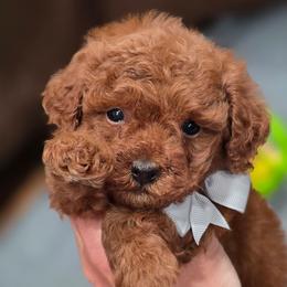 Grey Collar - Red  male Poodle puppy in Vernon, Texas from Sugarland's Texas Goldendoodles