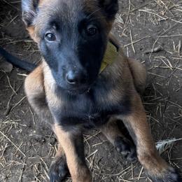 Precious Sable Female Malinois - Red sable female Belgian Malinois puppy in Irmo, South Carolina from Kaizen Ruach Malinois