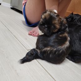 Shih Tzu Puppies from Chimera Shih Tzu
