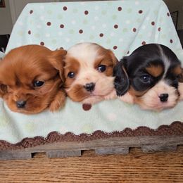 Cavalier King Charles Spaniel puppies from Rocky Desert Goldens and Cavaliers