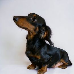 Cleo - Dachshund