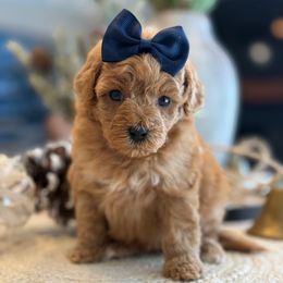 K Purple Girl - Red  female Goldendoodle puppy in Lewisville, Texas from Texas Goldendoodle Lovers