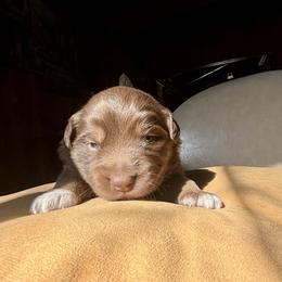 Australian Shepherd Puppies from McElroy Homestead Austrailian Shepherds