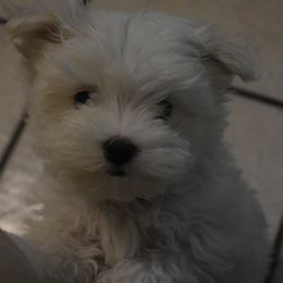 Maltese Puppies from Babes Babies