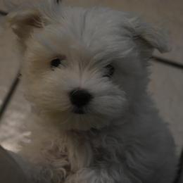 Maltese Puppies from Babes Babies