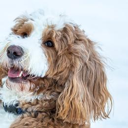 Bernedoodles, Goldendoodles, and Golden Mountain Doodles from Doodle MAINEia