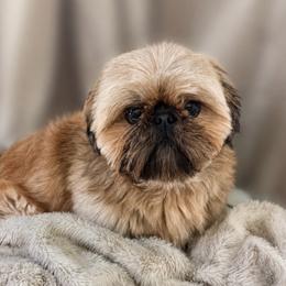 BamBam - Shih Tzu