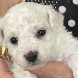 Puppy - White and buff male Bichon Frise puppy in Greenville, South Carolina from Almaza Bichons
