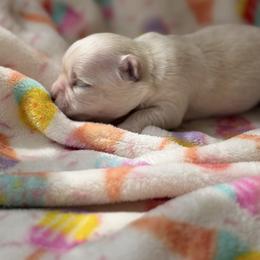 Paisley - Cream and white female Chihuahua puppy in Brooksville, Florida from Daystars Chihuahuas