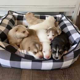 Pomsky Puppies from Goodness Gracious Pomskies