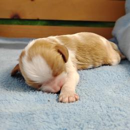 Chevy - Blenheim male Cavalier King Charles Spaniel puppy in Sabetha, Kansas from Apple Blossom Cavaliers