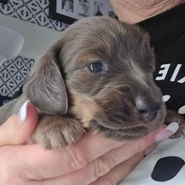 Blue based shaded cream - Blue and cream male Dachshund puppy in Port Charlotte, Florida from Vicki's Dachshund Crossing