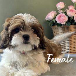 Tabitha - Black gold and white female Cavatzu puppy in Oklahoma from Rocky Oak Cavaliers & Biewer Terriers LLC