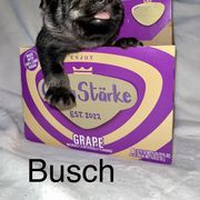 Standard Schnauzer Puppies from OmaStarke Standard Schnauzers
