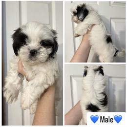 Boy 2 - Black and white male Shih Tzu puppy in Seguin, Texas from Dolled Up Shih Tzus
