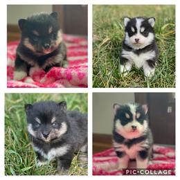Pomsky Puppies from Sunshine Pomsky