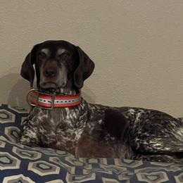 German Shorthaired Pointer All Grown Up from DragonPoint Gun Dogs