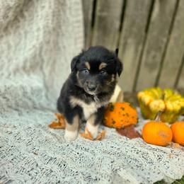Salem - Black tri-color female Australian Shepherd puppy in Salem, Oregon from Steady Aim Aussies