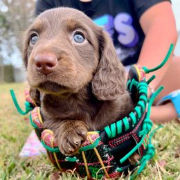 Freddie - Chocolate male Dachshund puppy in Mabank, Texas from Lovin’ Li’s Furry Sausages
