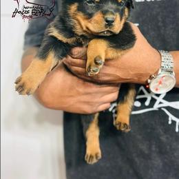 Female 8 - Black and mahogany female Rottweiler puppy in Humble, Texas from Inexorable Haus Early Rotts