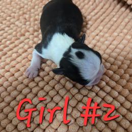Girl 2 - Black brindle and white female Boston Terrier puppy in Kewanee, Illinois from Grandma's Boston Terriers