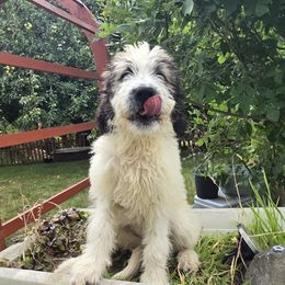 Nova - Red and white female Saint Berdoodle puppy in Castle Rock, Washington from PNW Saint Berdoodles
