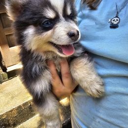 Eddy - Blue male Pomsky puppy in Franklinton, Louisiana from VooDoux Farms
