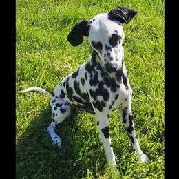 Freckles - Dalmatian