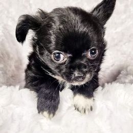 Chihuahuas from Grand Puppies