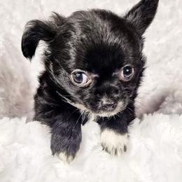 Chihuahuas from Grand Puppies