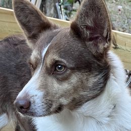 Ky - Cardigan Welsh Corgi