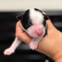 Chaos - Black and white female Border Collie puppy in Kalispell, Montana from North Fork Border Collies