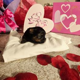 Lola - Black and gold female Yorkshire Terrier puppy in Callahan, Florida from Nikki's Precious Yorkies