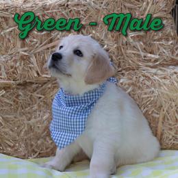 Golden Retriever Puppies from Valley County Goldens