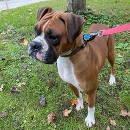 Izzie - Boxer