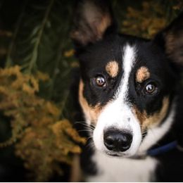 Preacher - Border Collie
