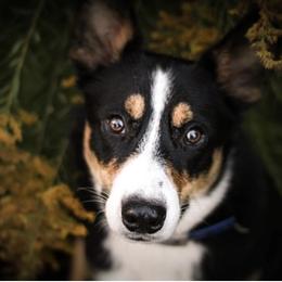 Preacher - Border Collie