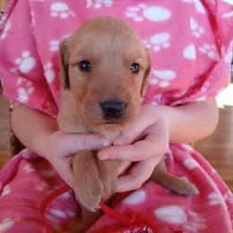 Red - Dark golden female Golden Retriever puppy in Lanesboro, Minnesota from Eagle Ridge Golden Retrievers