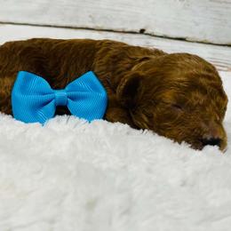 Joey.  AKC - Red  male Poodle puppy in Nixa, Missouri from Family Poodles